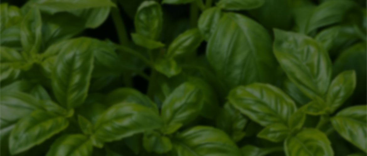 banner-home3